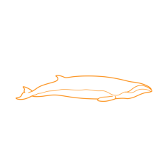 Animals Baleen Whales Pygmy Right Whale Simple Line Art Svg, Free Vectors File